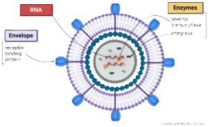 Enveloped RNA virus cross-section diagram 